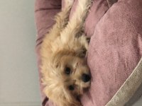 Maltipoo tuvalet eğitimli