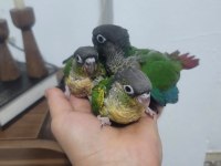 Bebek Konur Papağanları El Besleme