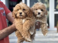 Petmode köpek çiftliğinden maltipoo yavrularımız