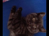 3,5 aylık british shorthair kedimiz sahiplendirilecektir