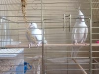 Albino kırmızı göz sultan papağanları