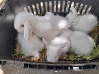 Hollanda lop tavşanımız