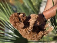 Red Toy Poodle Yavrular