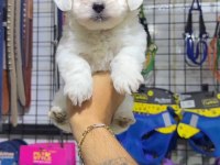 Kar topu Terrier yavrular
