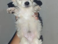 Yeni yavru köpeklerimiz sahiplerini bekliyorlar