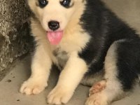Husky Sibirya Yavruları