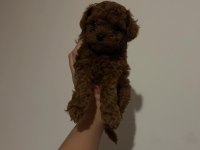 Kore Toy Poodle Yavrular