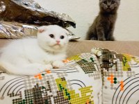 50 günlük british shorthair yavrularım uygun ücretli