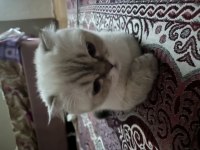 Scottish fold