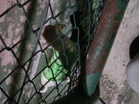 Erkek şivava köpekler