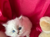 safkan british longhair bebeklerim