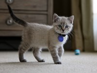 Mükemmel kalitede british shorthair yavrularımız