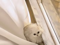 Bembeyaz Scottish Fold