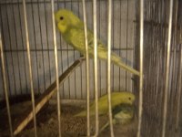 Her renkyavru muhabbet kuşu vardır