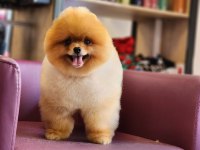 Muhteşem Pomeranian Boo