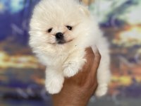Orjinal ayı surat teacup pomeranian
