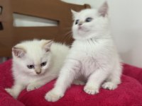 Nadir olan beyaz mavi gözlü british shorthair yavrular