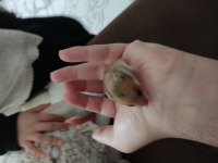 Çok Tatlı Minnoş Hamster Yavrucuklar