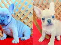 COMPACT BLUE QUAD FRENCH BULLDOG YAVRULAR İZMİR