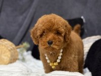 A kalite toy poodle yavrularım