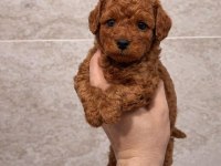 Mini Boy Toy Poodle Yavrular