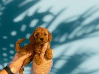 TÜY DÖKMEYEN MÜKEMMEL TOY POODLE YAVRULAR