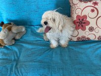 Acil Ömürlük Yuva Ücretsiz Sahiplendirme köpeğimiz
