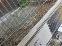 Irk değişikliği için cennet papağanlar