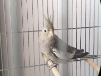 Sultan papağanı 6-7 aylık 2 adet 1 erkek 1 dişi