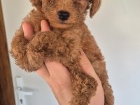 En İyisi En Küçüğü Orjinal Safkan Poodle