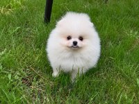 Pomeranian Boo üst düzey