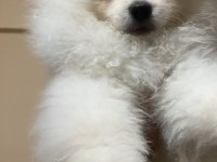 Pomeranian köpeğimiz