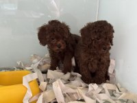 Çok özel çikolata toy poodle yavrularımız