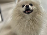 En uygun aşılı pomeranian