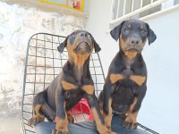 Doberman yavrularımız
