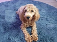 6 aylık dişi poodle linda