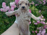 Apricot Poodle Yavrularımız 60 Günlük