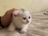 55 günlük scottish fold yavrumuz