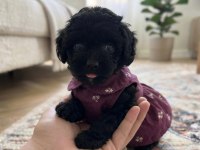 Çok uyguna teacup minik köpekler