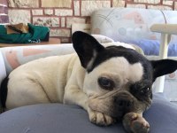 Ücretsiz sahiplendirme French Bulldog