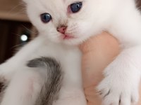British longhair ve shorthair yavru kediler