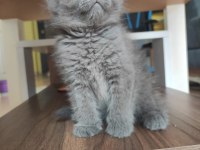 Gri scottish fold dişi ve erkek kedi