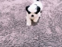 Shih tzu bebekler yeni yuvalarını arıyorlar