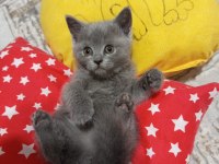 2 aylık british shorthair miniğim yeni yuvasına hazır