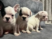 HARİKA FRANSIZ BULLDOG BEBEKLER