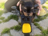 Yorkie terrier