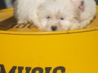 Kar beyaz terrier yavrular