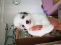 55 günlük orjinal maltese terrier yavrular