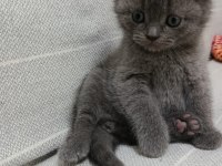 Scottish Fold Ve British Shorthair Blue Yavrular