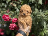 GERÇEK MİCRO TEACUP POODLE BEBEKLER